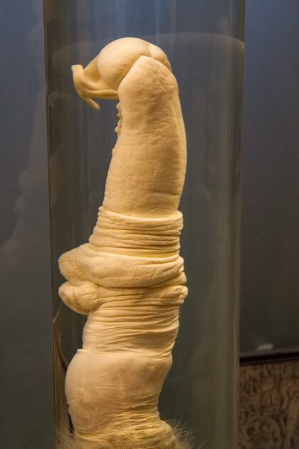 Giraffe Penis