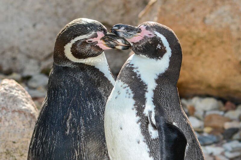 Pinguini gay crescono cucciolo ‘dimenticato’ da mamma e papà pinguino