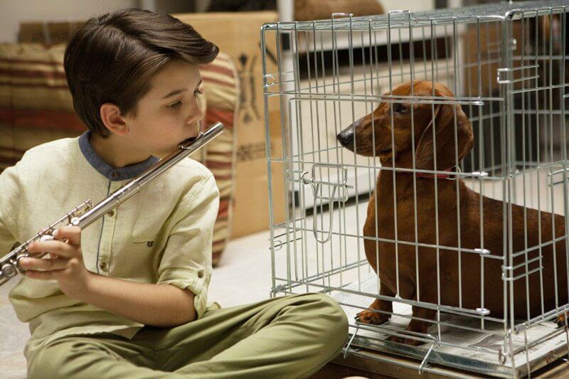 Wiener Dog, il nuovo film di Todd Solondz: ci vuole un cane bassotto per consolarci davvero!