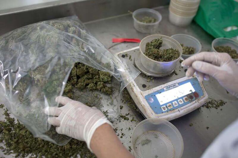 A gennaio arriva in farmacia la cannabis terapeutica: si comincia da Vicenza