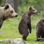 Questi adorabili cuccioli di orso marsicano nati in Abruzzo vi scioglieranno il cuore! - Thumbnail