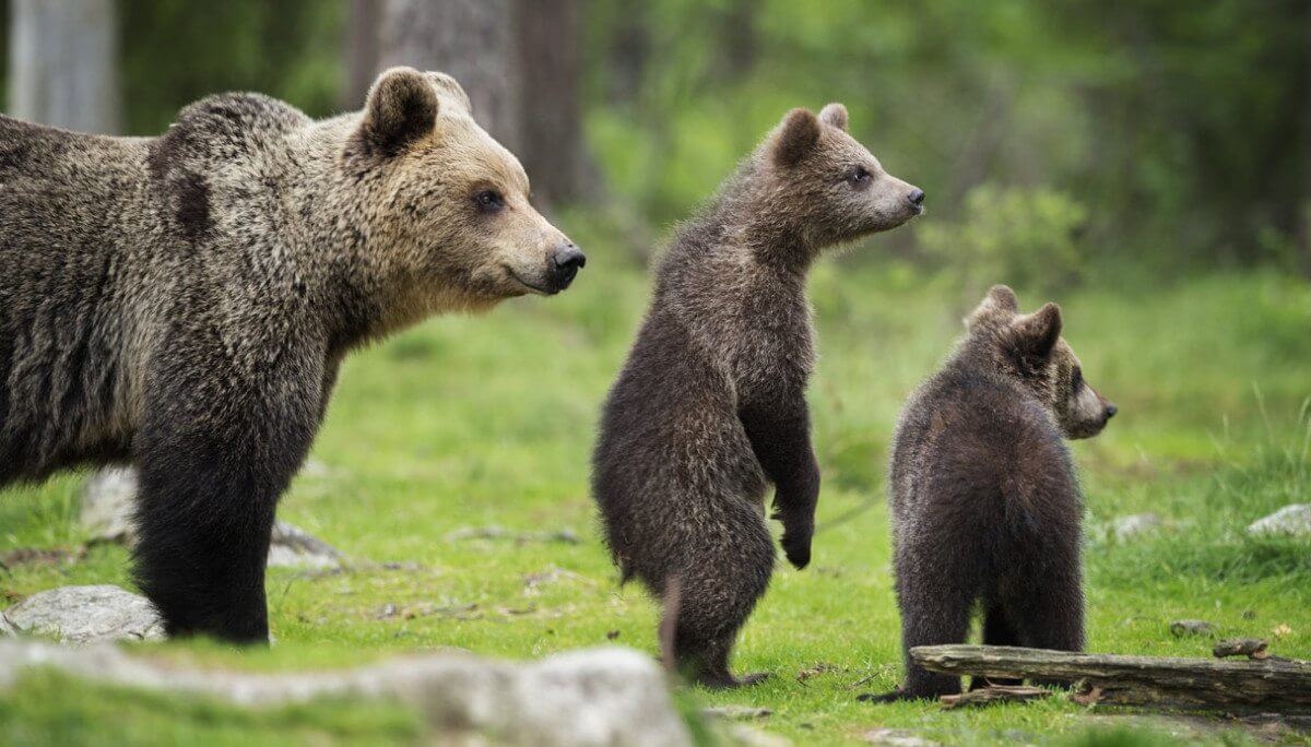 Questi adorabili cuccioli di orso marsicano nati in Abruzzo vi scioglieranno il cuore!