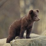 Questi adorabili cuccioli di orso marsicano nati in Abruzzo vi scioglieranno il cuore! - Thumbnail