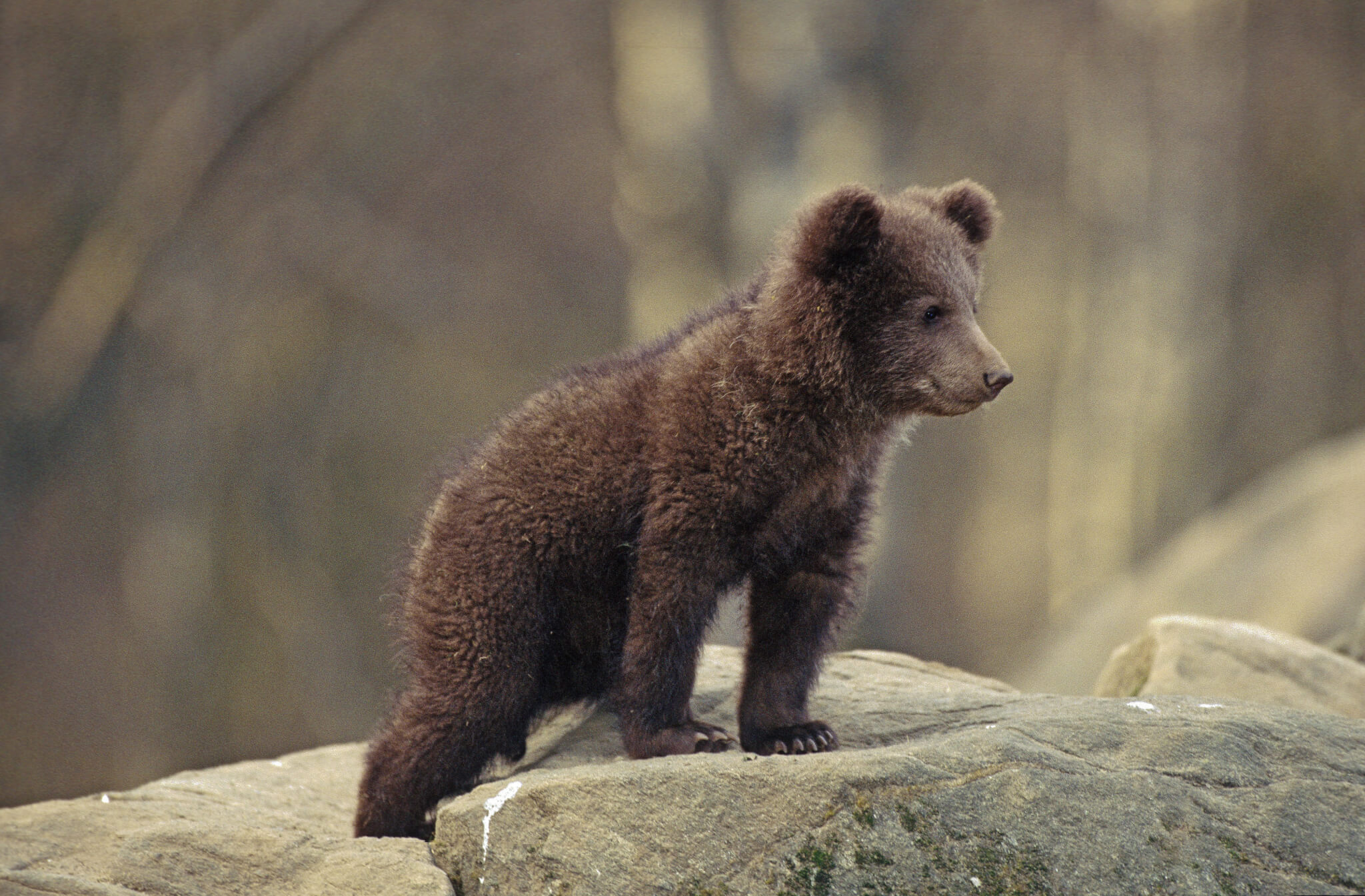 Questi adorabili cuccioli di orso marsicano nati in Abruzzo vi scioglieranno il cuore!