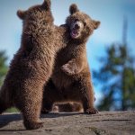 Questi adorabili cuccioli di orso marsicano nati in Abruzzo vi scioglieranno il cuore! - Thumbnail