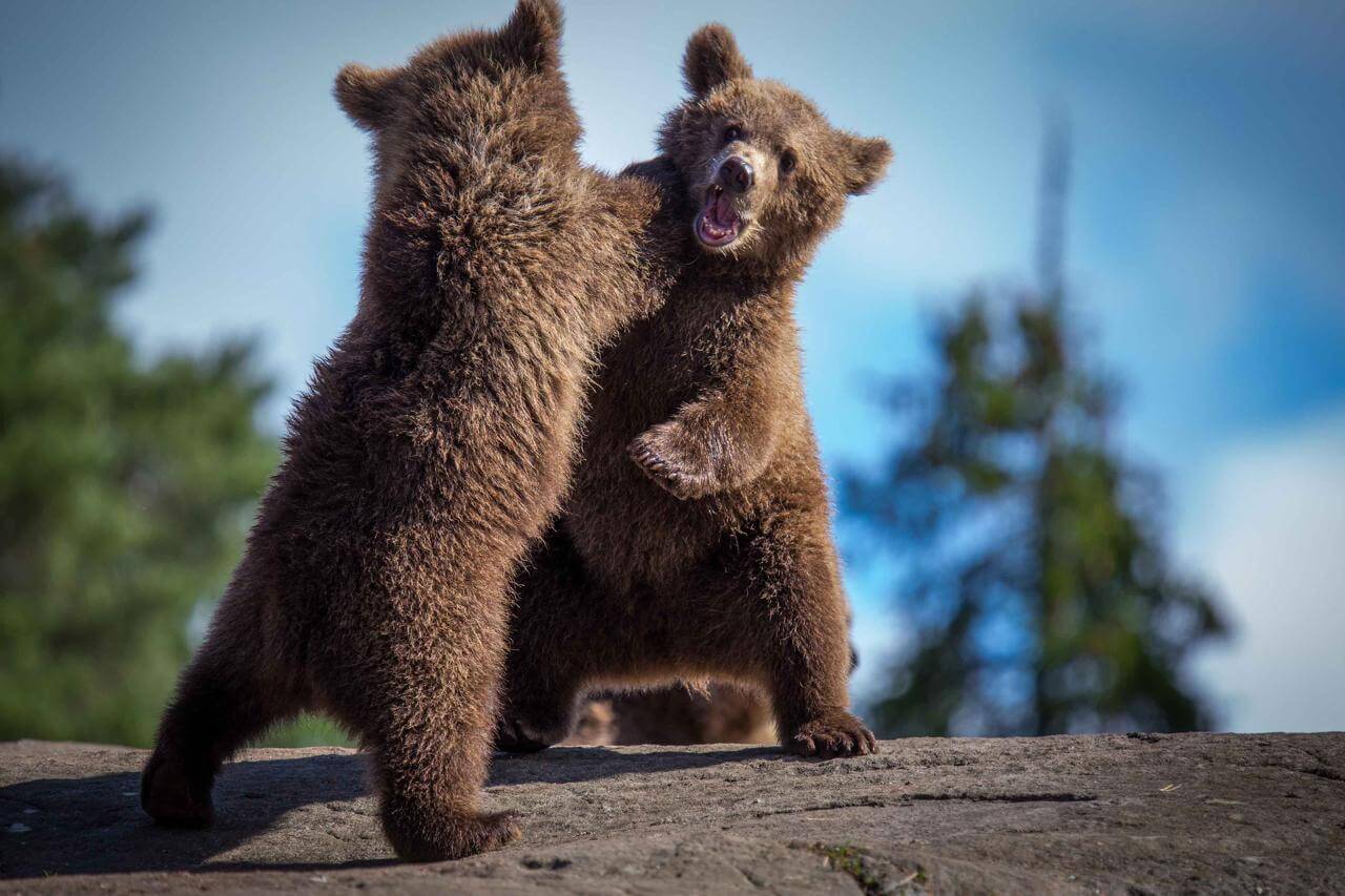 Questi adorabili cuccioli di orso marsicano nati in Abruzzo vi scioglieranno il cuore!