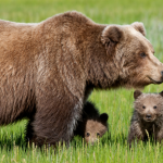 Questi adorabili cuccioli di orso marsicano nati in Abruzzo vi scioglieranno il cuore! - Thumbnail