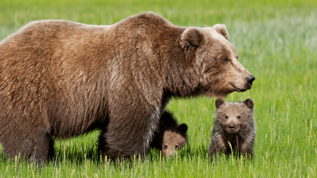 Questi adorabili cuccioli di orso marsicano nati in Abruzzo vi scioglieranno il cuore!