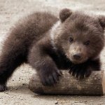 Questi adorabili cuccioli di orso marsicano nati in Abruzzo vi scioglieranno il cuore! - Thumbnail