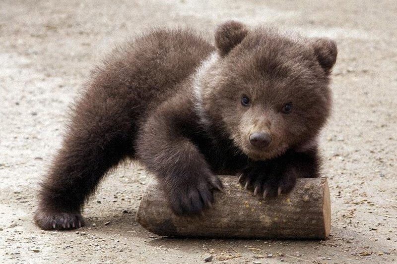 Questi adorabili cuccioli di orso marsicano nati in Abruzzo vi scioglieranno il cuore!