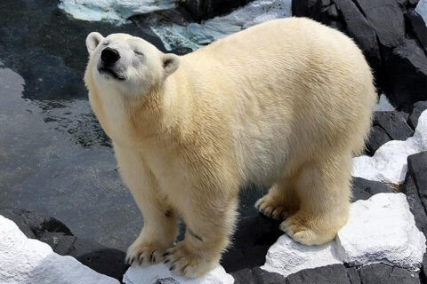 L'orsa polare muore d'amore dopo la separazione dalla compagna di vita - orsa - Gay.it