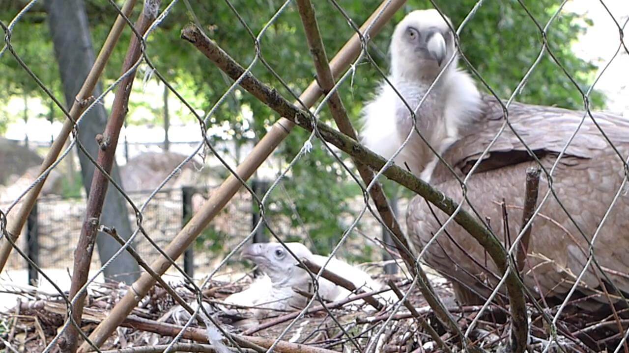 Zoo arcobaleno: coppia di avvoltoi gay cova uovo abbandonato e nasce una famiglia - 293884104 5456359934001 5456343151001 vs - Gay.it