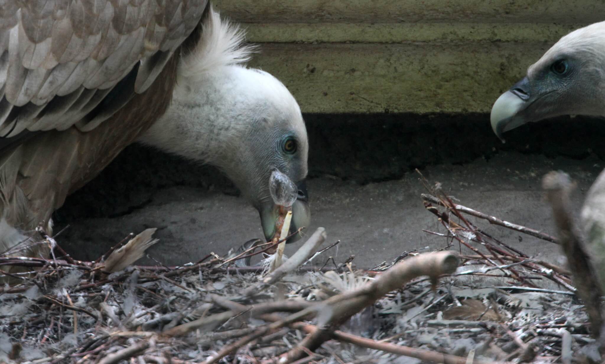 Zoo arcobaleno: coppia di avvoltoi gay cova uovo abbandonato e nasce una famiglia - a gay vulture couple hatched a chick together they proved they can - Gay.it