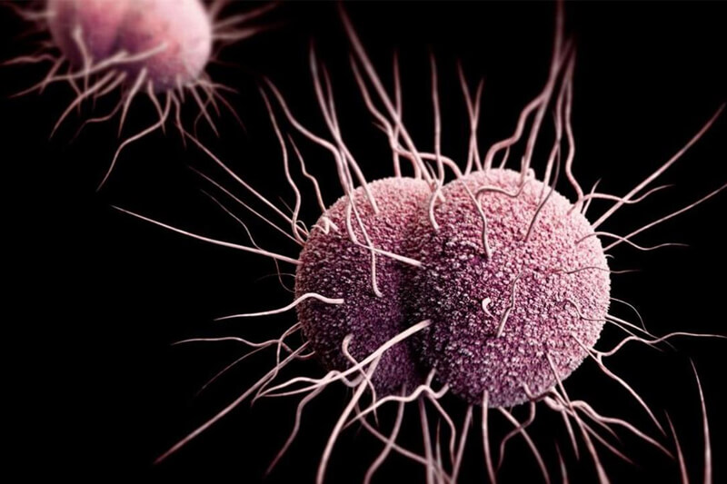 Gonorrea, crescono le speranze per un vaccino efficace: il nuovo studio