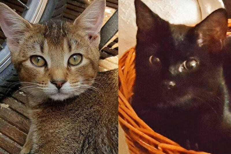“Sei gay? Allora non puoi adottare il gatto”