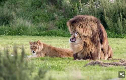 Yorkshire, è virale la foto dei due leoni durante l'accoppiamento - leoni gay 1 - Gay.it