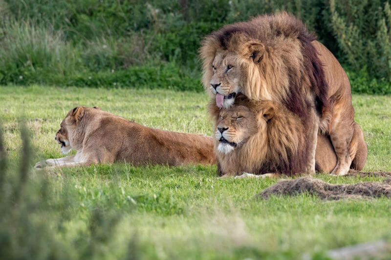 Yorkshire, è virale la foto dei due leoni durante l’accoppiamento