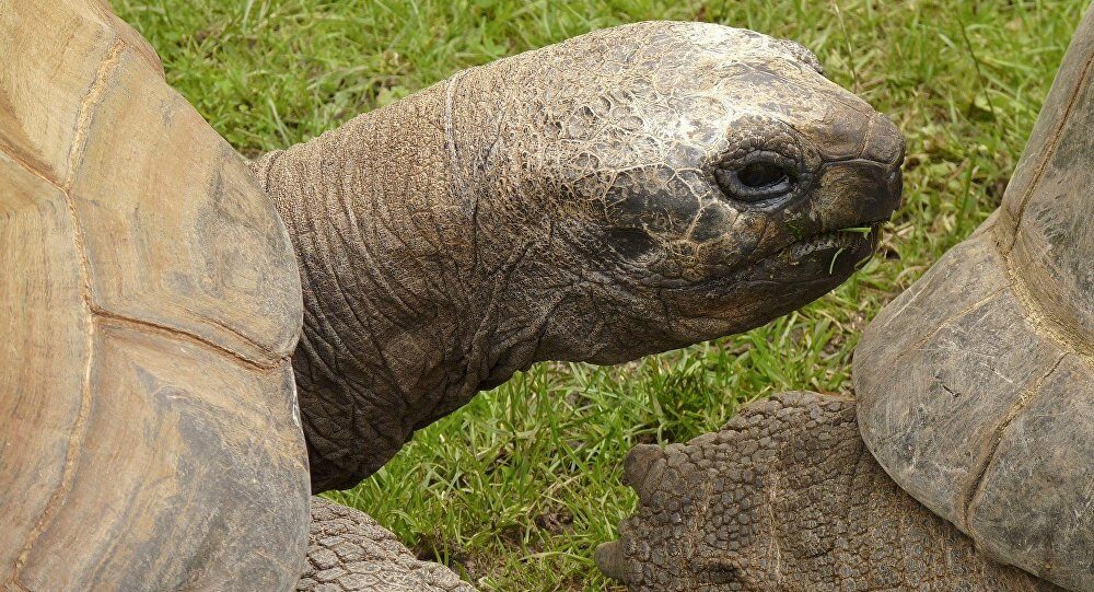 La tartaruga più vecchia del mondo? È gay - tartaruga 3 - Gay.it