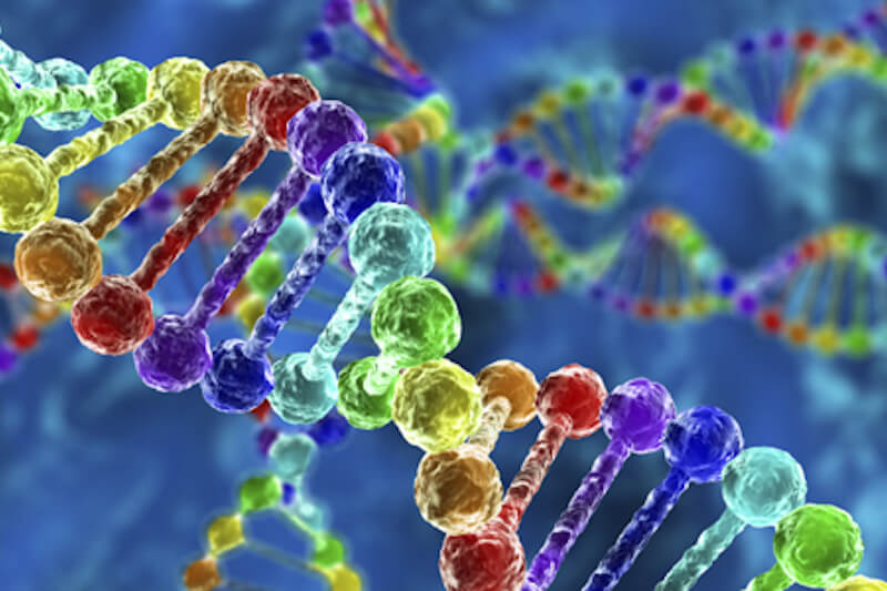 Omosessualità, possibile una correlazione genetica. È polemica sullo studio