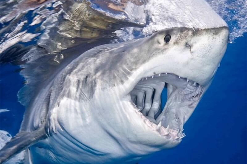 Squalo bianco terrorizza una spiaggia gay