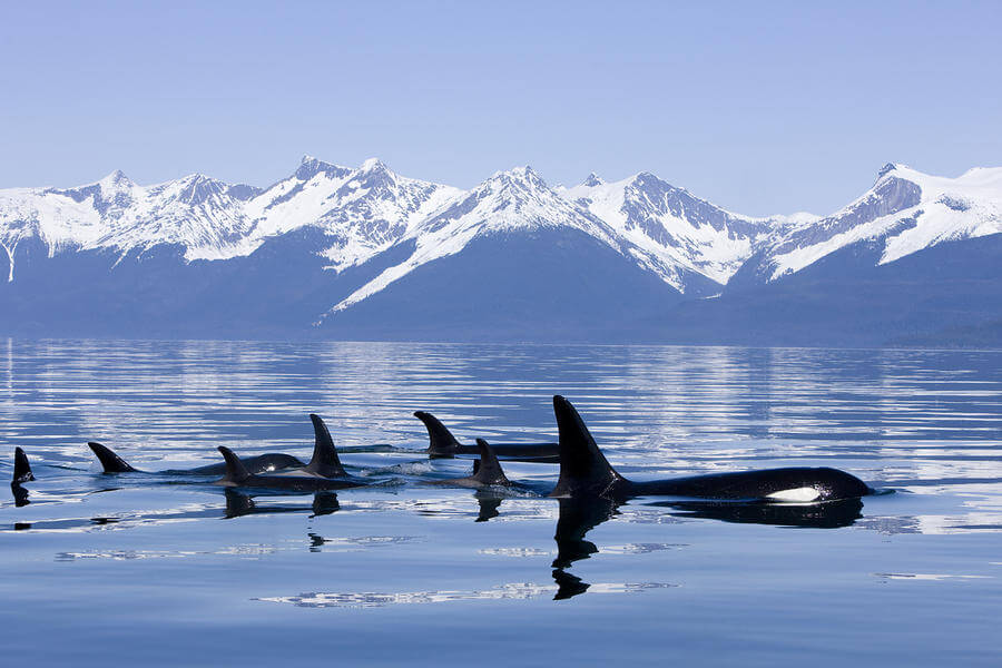 Non solo Canada gay-friendly: un Paese da visitare assolutamente - canda inside passage - Gay.it
