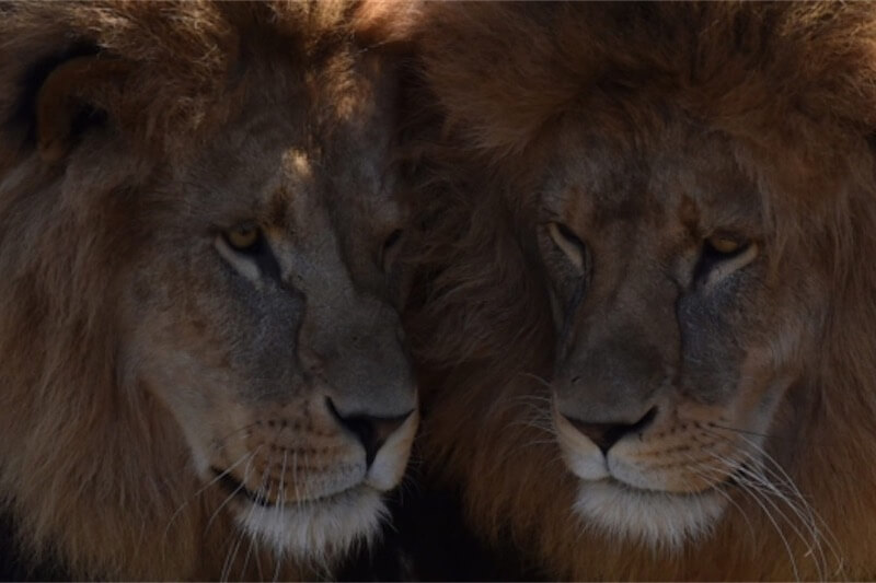 Amsterdam, lo zoo celebra il Pride con un tour riguardante l’omosessualità nel regno animale