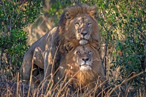 Leoni omosessuali in Kenya: "Traviati dai turisti gay" - leoni - Gay.it