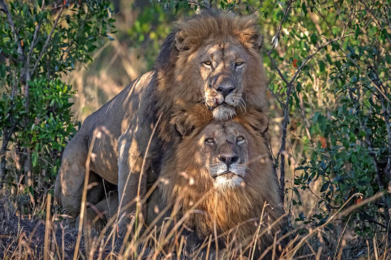 Leoni omosessuali in Kenya: “Traviati dai turisti gay”