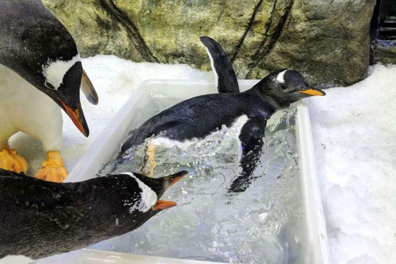pinguini gay