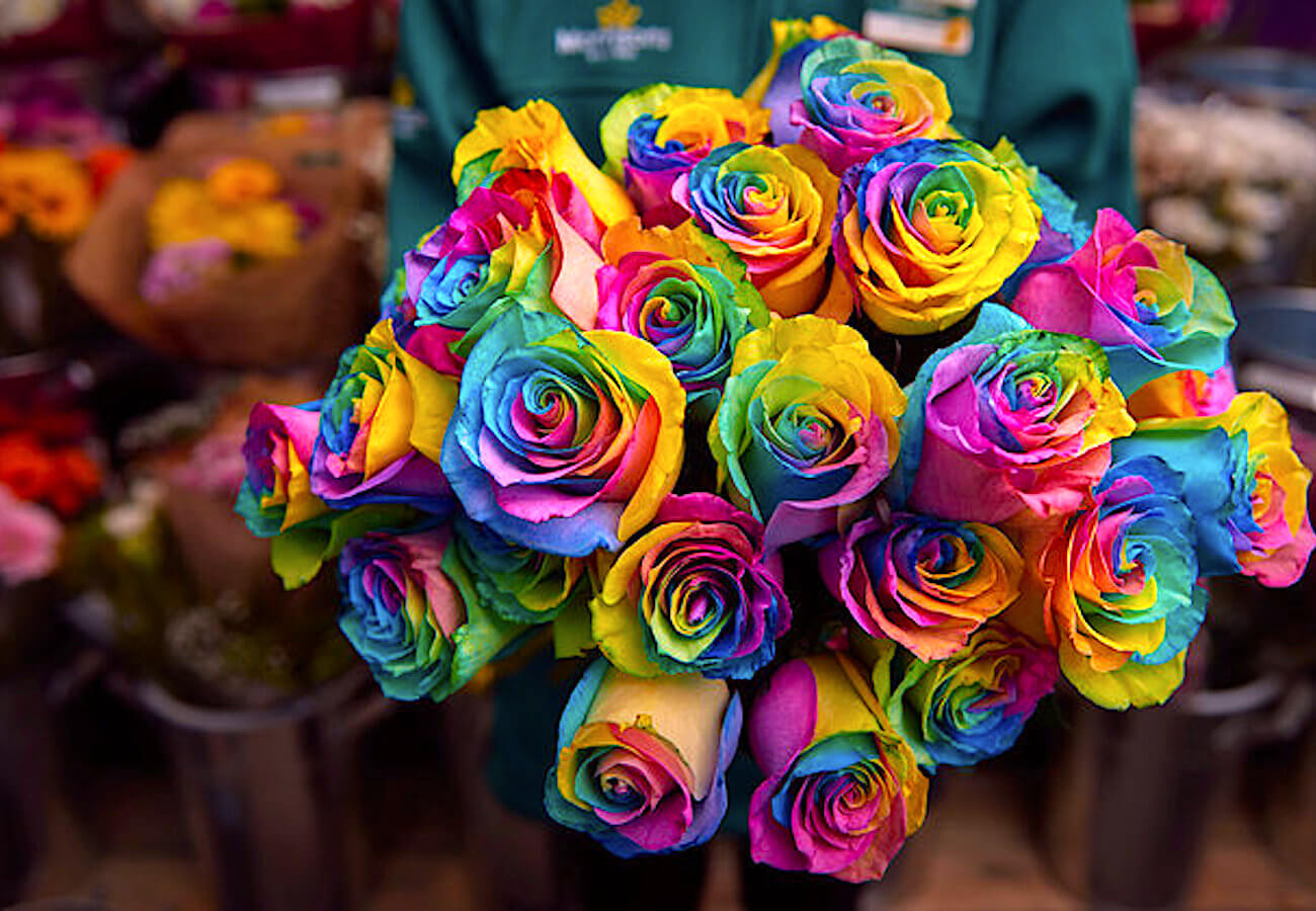 Rose rainbow per San Valentino: la campagna di solidarietà per i senzatetto LGBT