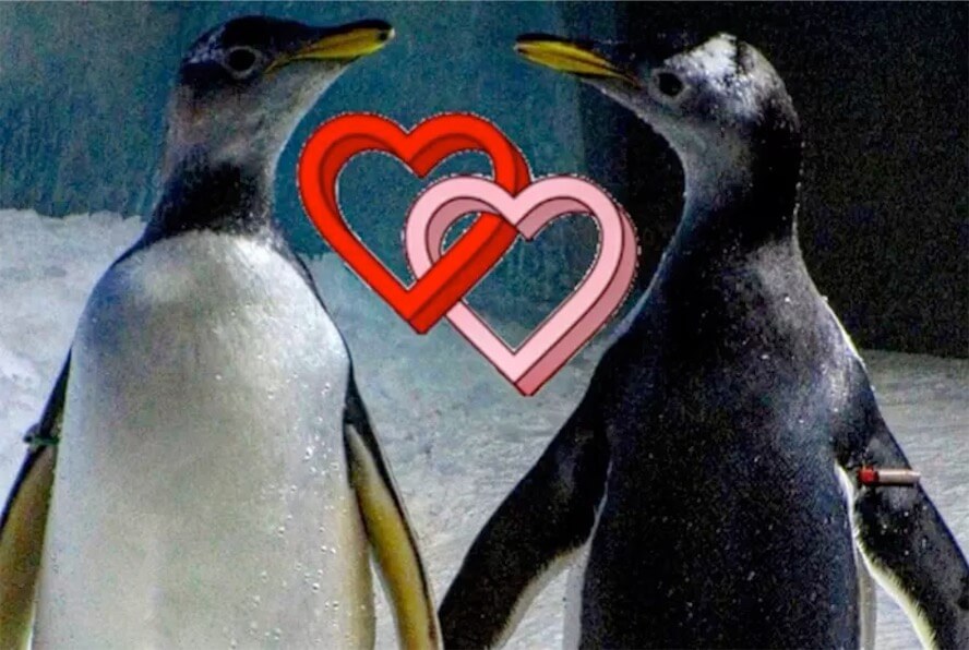 Pinguine lesbiche, il pulcino da loro covato crescerà in modo neutrale rispetto al genere - acquario in cui i pinguini etero sono diventati minoranza - Gay.it