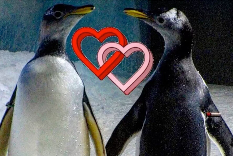 L’Australia piange Sphen, è morto uno dei due pinguini gay famosi in tutto il mondo e per 6 anni innamorati