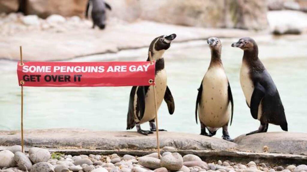 London Zoo celebra il Pride: "alcuni pinguini sono gay, accettatelo!"