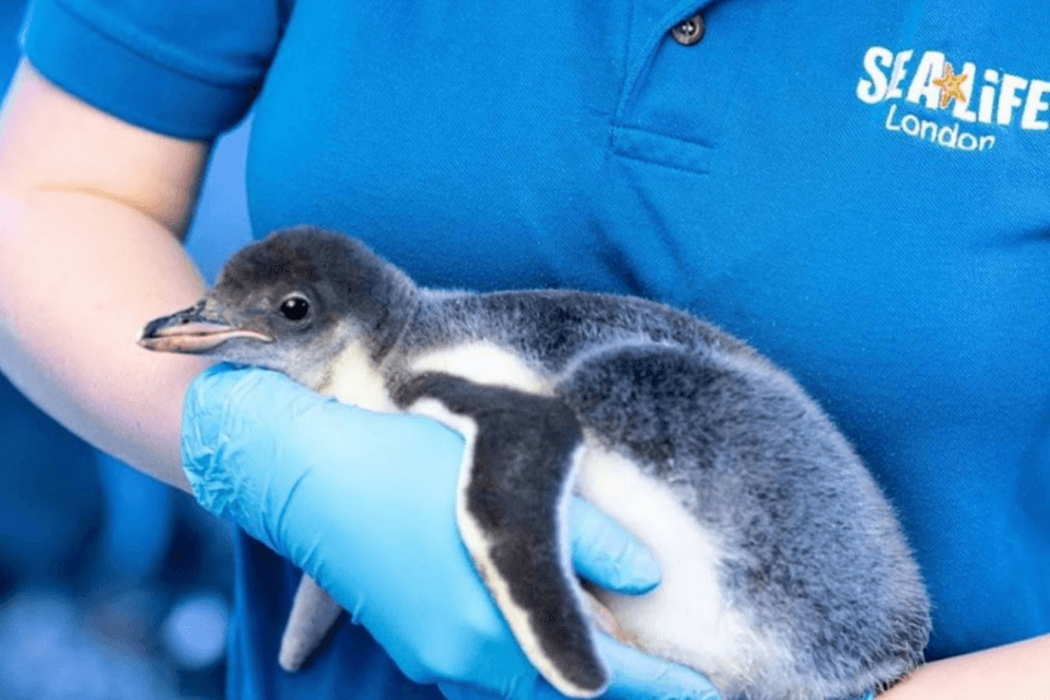 Due pinguini lesbiche diventano mamme per la prima volta al Sea Life di Londra