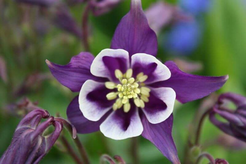 A San Valentino regala il fiore giusto: i consigli di Interflora per una romantica festa degli innamorati - Aquilegia - Gay.it