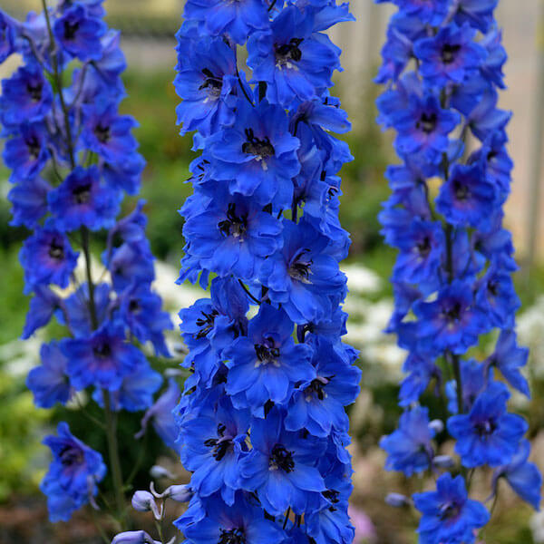 A San Valentino regala il fiore giusto: i consigli di Interflora per una romantica festa degli innamorati - Delphinium - Gay.it