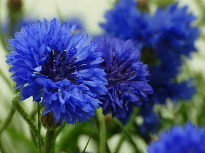 A San Valentino regala il fiore giusto: i consigli di Interflora per una romantica festa degli innamorati - Fiordaliso - Gay.it