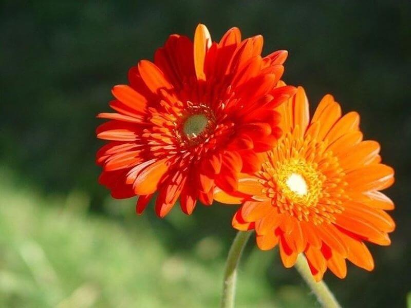 A San Valentino regala il fiore giusto: i consigli di Interflora per una romantica festa degli innamorati - gerbera - Gay.it
