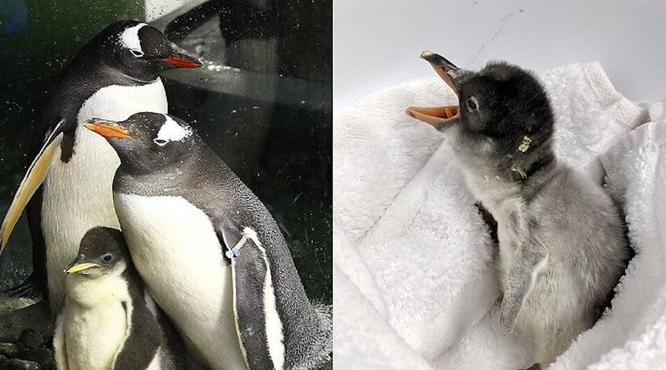 I più celebri pinguini gay al mondo arrivano in live streaming su Facebook