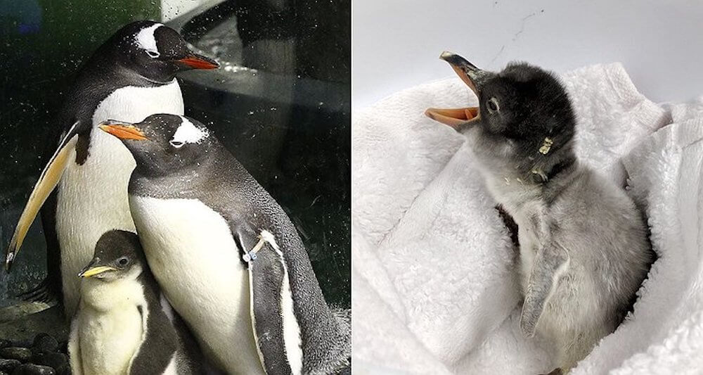 I più celebri pinguini gay al mondo arrivano in live streaming su Facebook