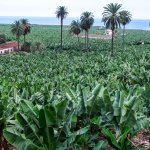 El Guincho - Tenerife (piantagione di banane) - Thumbnail