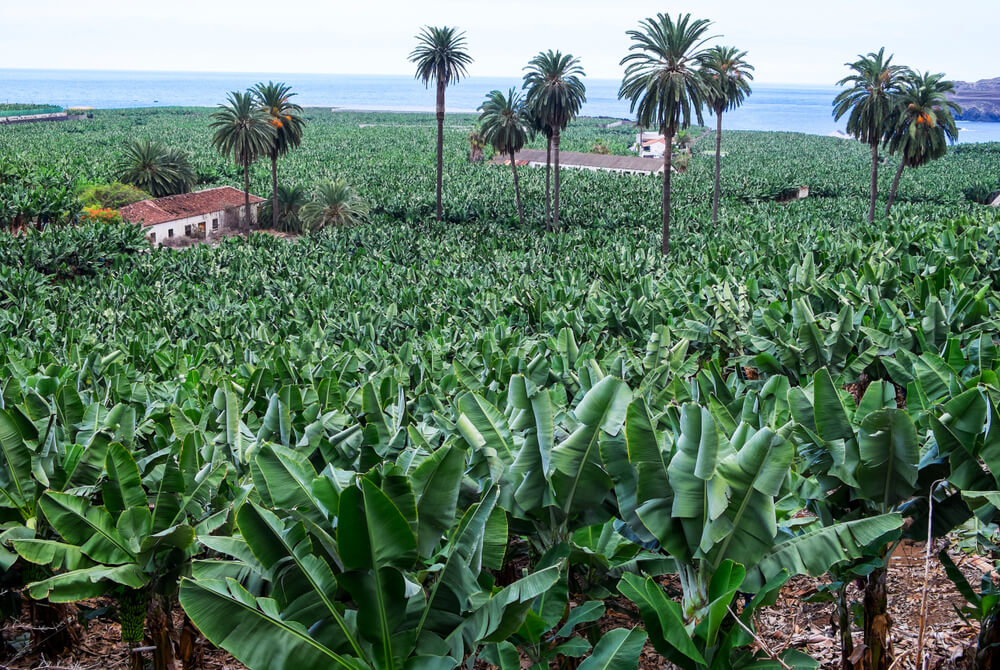El Guincho - Tenerife (piantagione di banane)