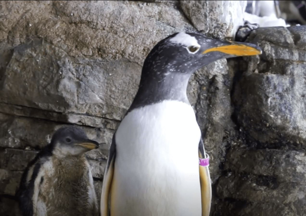 Una nuova famiglia rainbow: la coppia lesbica di pinguini ha un nuovo cucciolo da accudire