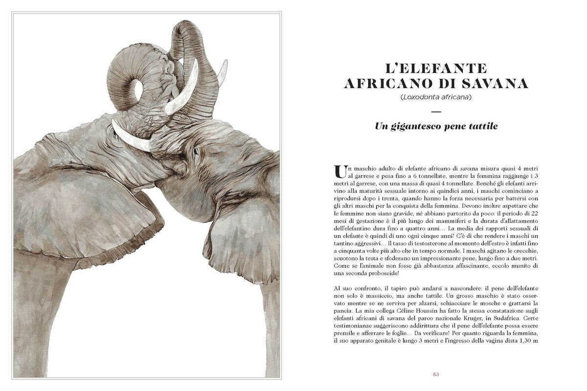 Sexus Animalus, la sessualità nel mondo animale diventa libro illustrato alla portata di tutti - Sexus Animalus 6 - Gay.it