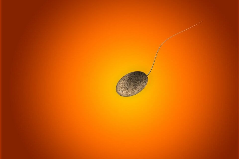Poco sperma. È normale?
