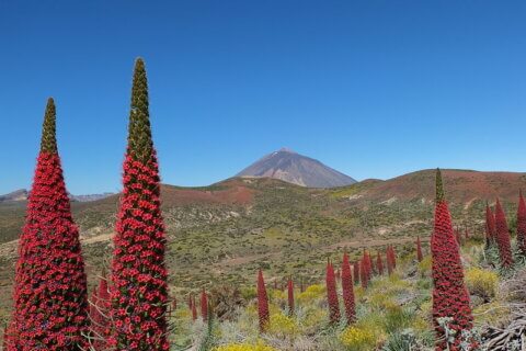 tenerife parchi nazionali, guida gay