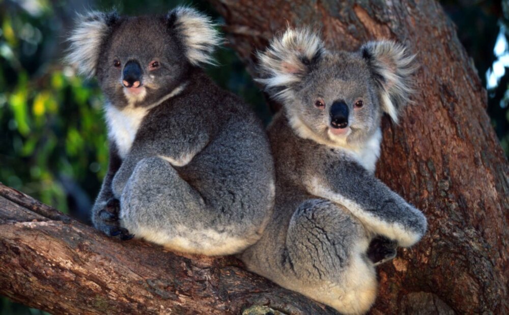 A Natale il WWF ci chiede di metterci il cuore - Koala scaled e1607593534839 - Gay.it