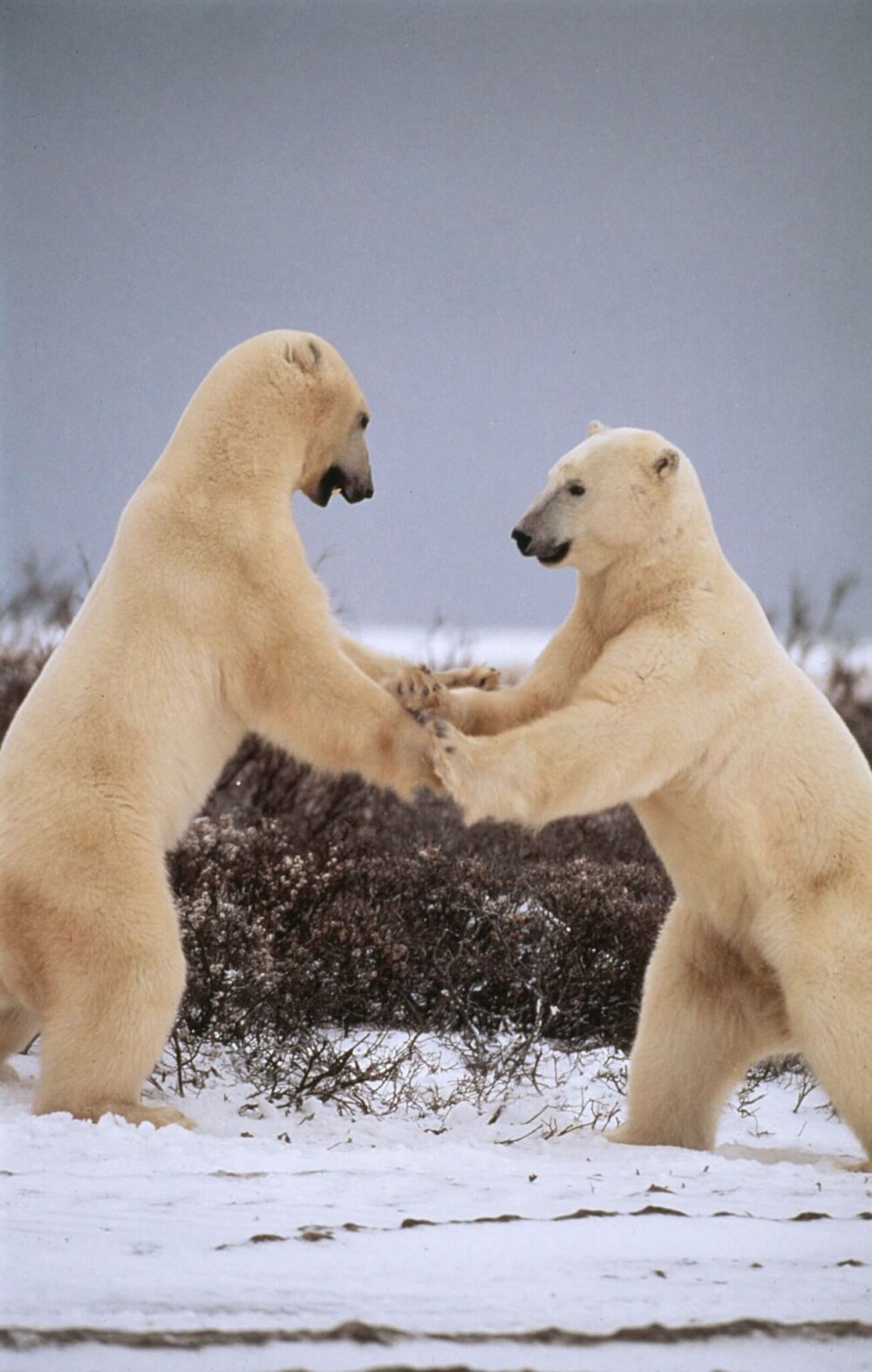A Natale il WWF ci chiede di metterci il cuore - orso polare scaled e1607593975101 - Gay.it