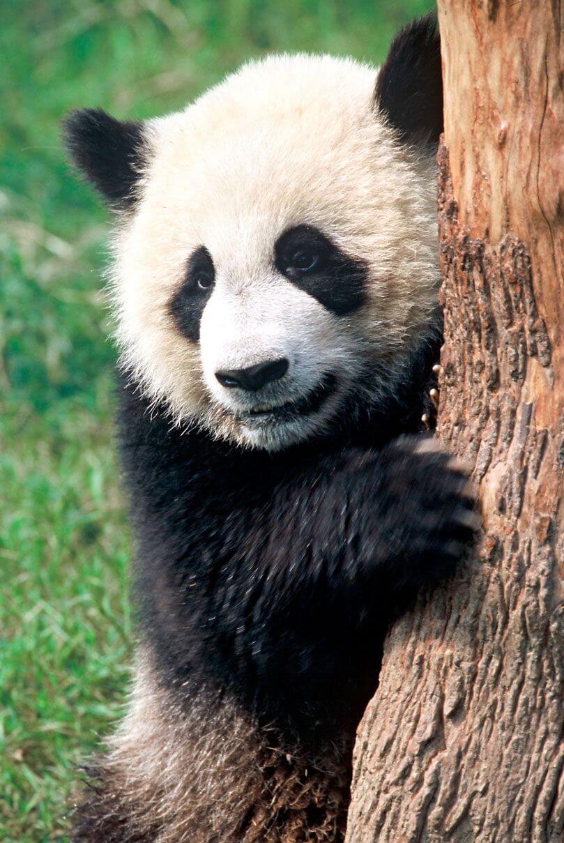 A Natale il WWF ci chiede di metterci il cuore - panda - Gay.it