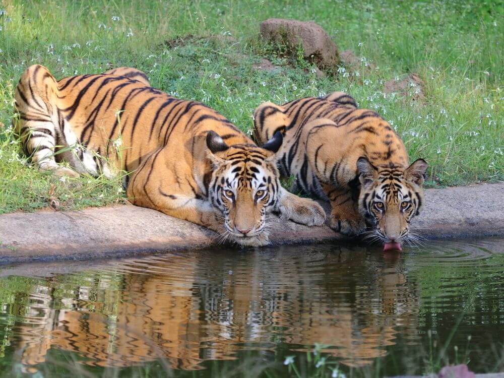 A Natale il WWF ci chiede di metterci il cuore - tigre - Gay.it